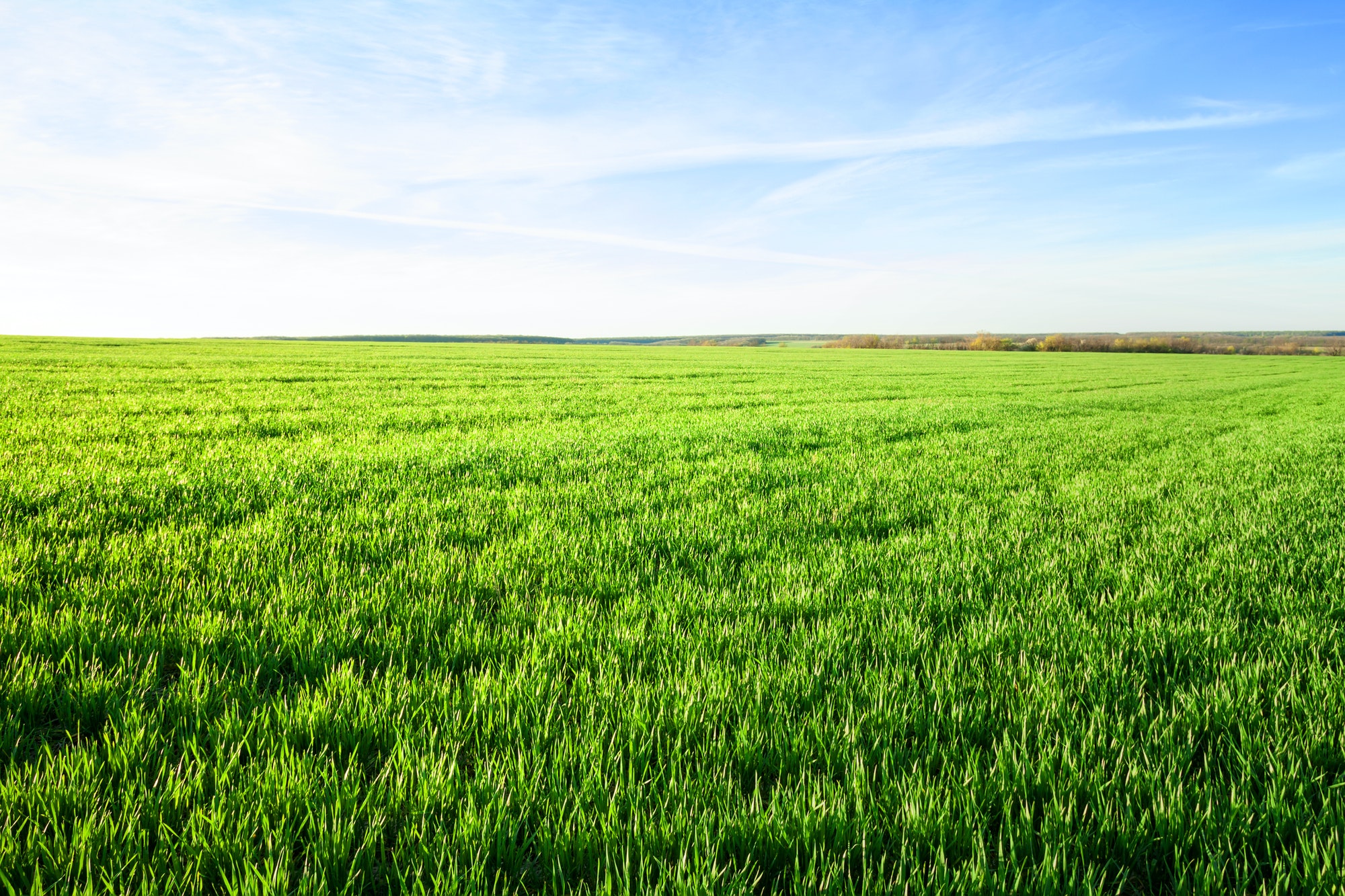 Field with green grass